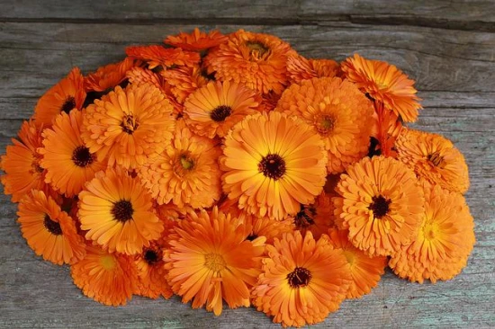🌼 Nagietek lekarski – uprawa i zastosowanie tej wyjątkowej rośliny