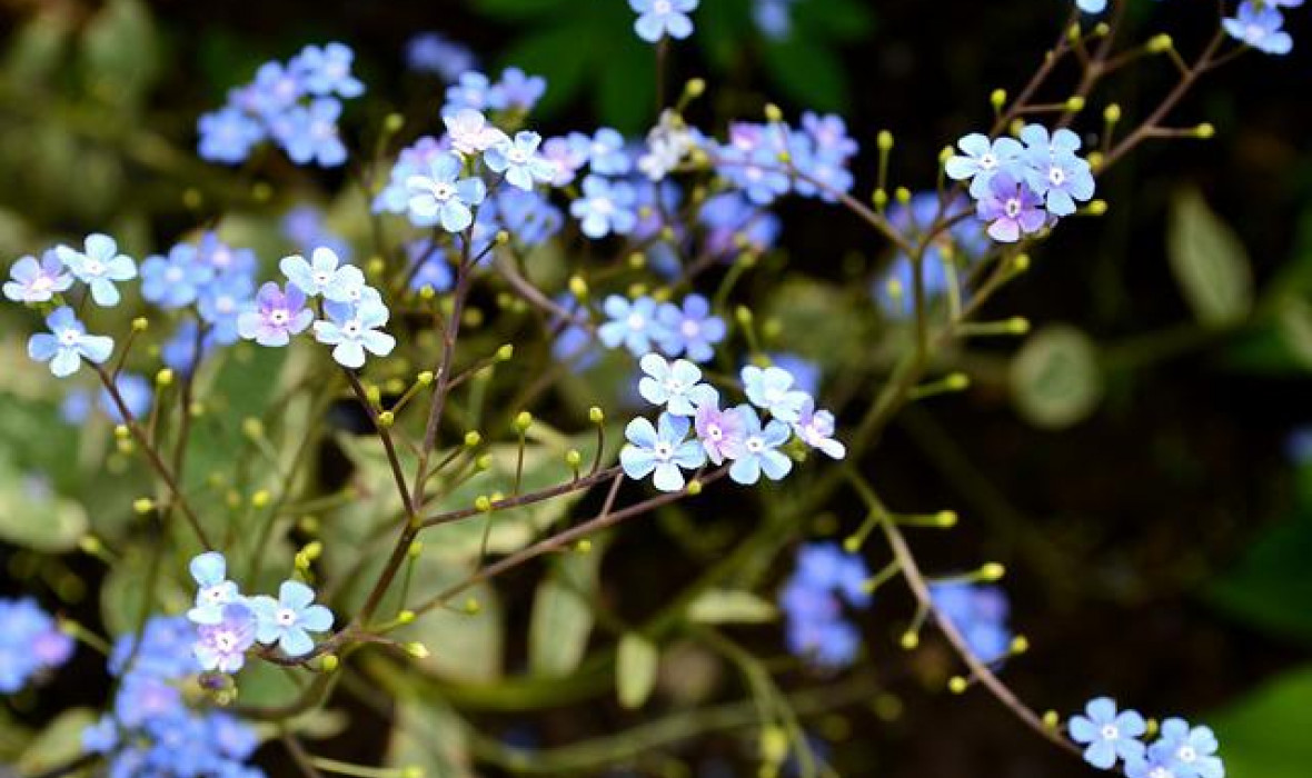Brunera wielkolistna (Brunnera macrophylla) – uprawa i odpowiednia pielęgnacja