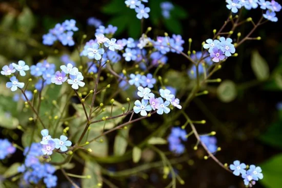 Brunera wielkolistna (Brunnera macrophylla) – uprawa i odpowiednia pielęgnacja