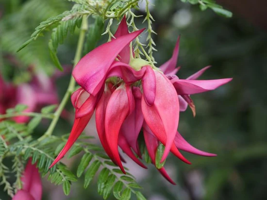 Clianthus puniceus – urzekająca rzadko spotykana roślina, którą warto mieć!