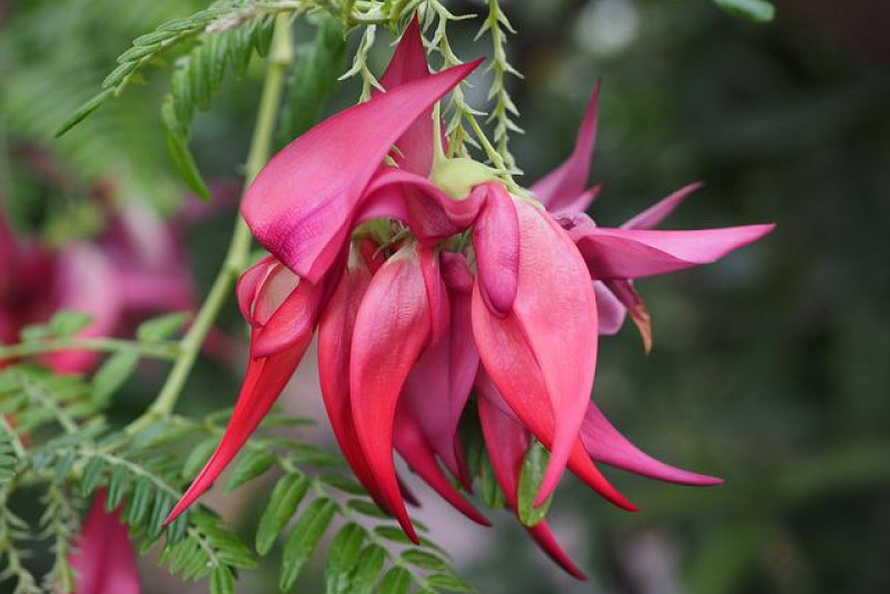 Clianthus puniceus – urzekająca rzadko spotykana roślina, którą warto mieć!