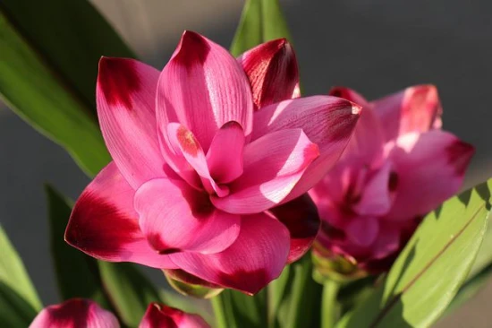 Kurkuma / Ostryż (Curcuma alismatifolia) – pięknie kwitnąca egzotyczna roślina!