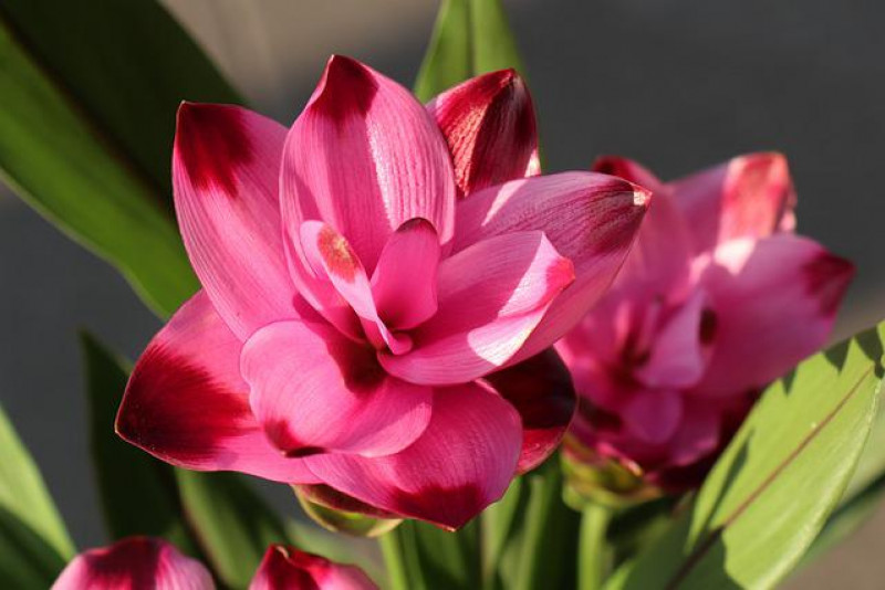 Kurkuma / Ostryż (Curcuma alismatifolia) – pięknie kwitnąca egzotyczna roślina!