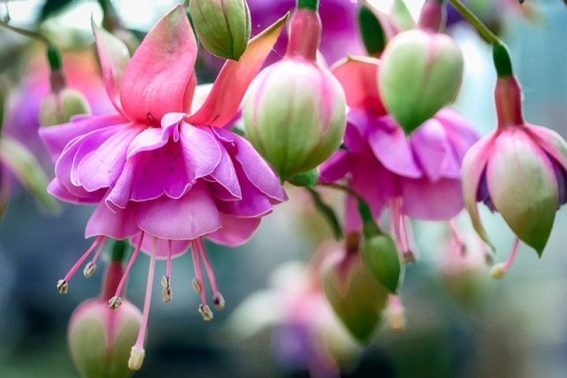 Fuksja (Fuchsia) – odpowiednia pielęgnacja i porady!