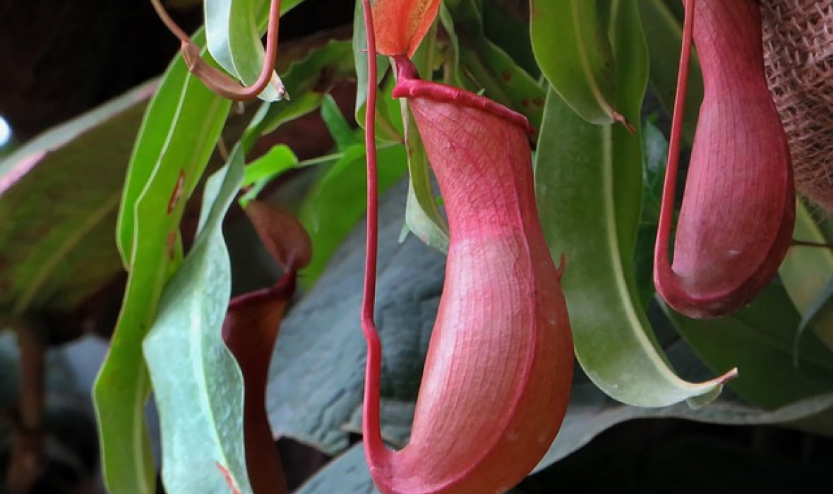 Dzbanecznik (Nepenthes) – odpowiednia pielęgnacja i ciekawostki na jej temat!