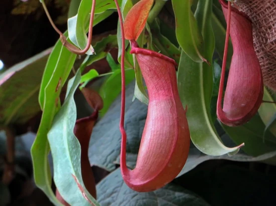 Dzbanecznik (Nepenthes) – odpowiednia pielęgnacja i ciekawostki na jej temat!