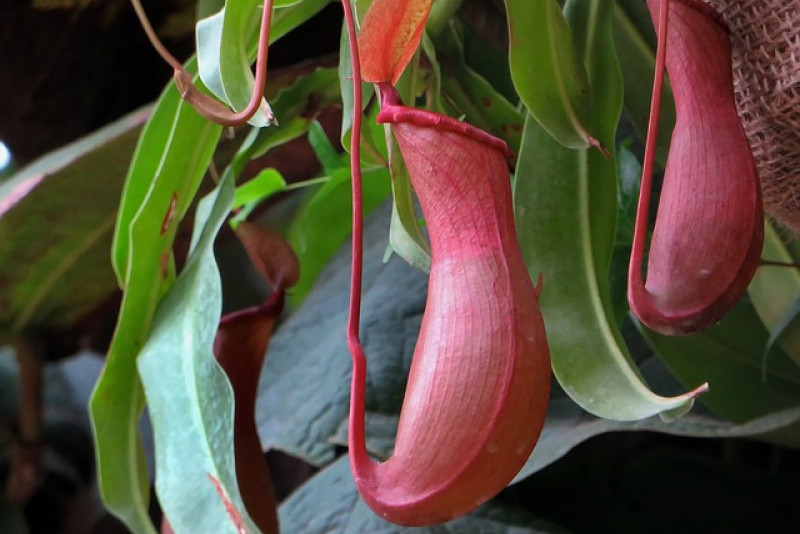 Dzbanecznik (Nepenthes) – odpowiednia pielęgnacja i ciekawostki na jej temat!