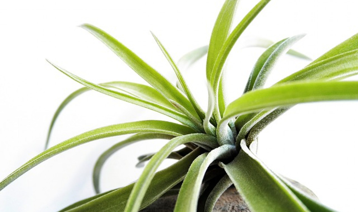 Oplątwa Tillandsia ionantha – odpowiednia pielęgnacja