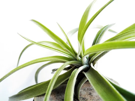 Oplątwa Tillandsia ionantha – odpowiednia pielęgnacja