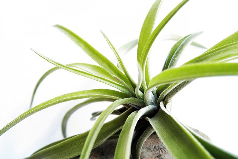Oplątwa Tillandsia ionantha – odpowiednia pielęgnacja