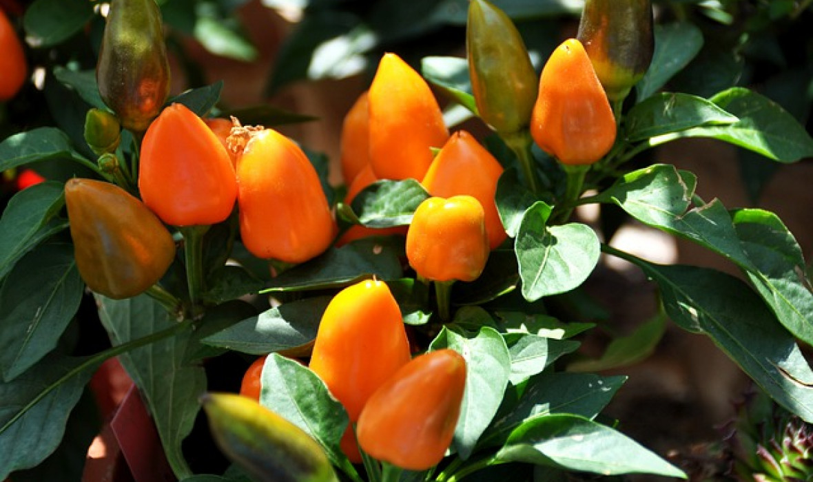 Papryka jednoroczna (Capsicum annuum) – odpowiednia pielęgnacja