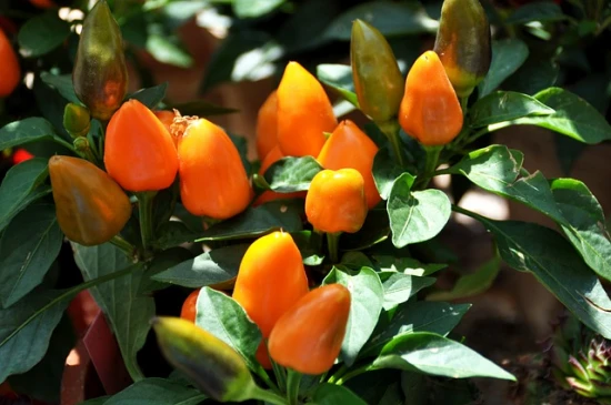 Papryka jednoroczna (Capsicum annuum) – odpowiednia pielęgnacja