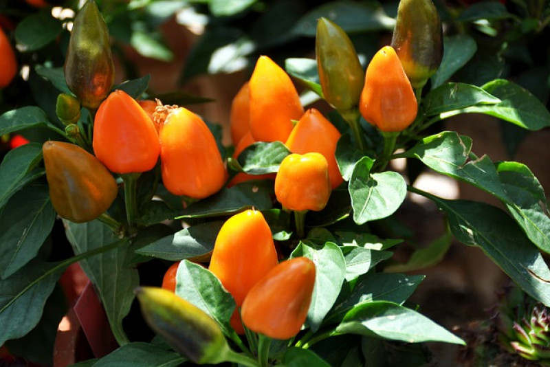 Papryka jednoroczna (Capsicum annuum) – odpowiednia pielęgnacja