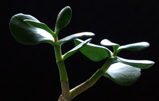 Grubosz – co oznaczają zmiany na listkach i w wyglądzie rośliny