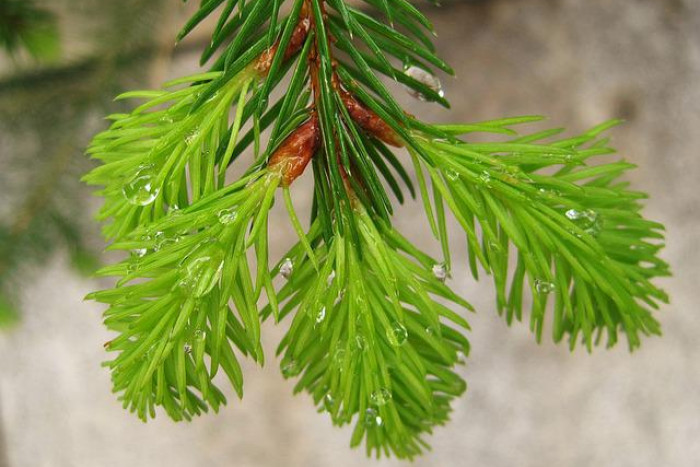Syrop z pędów sosny – właściwości i przepis