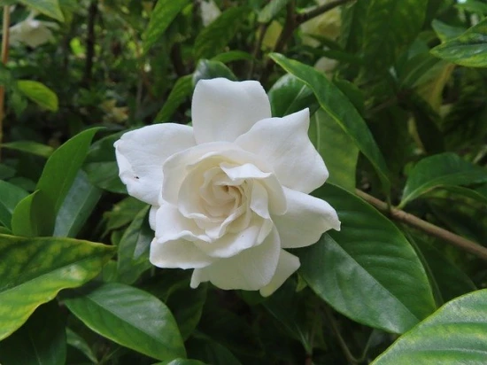 Gardenia karłowa (Gardenia Aaugusta) – odpowiednia pielęgnacja