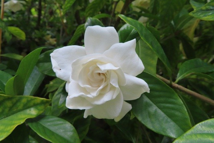 Gardenia karłowa (Gardenia Aaugusta) – odpowiednia pielęgnacja
