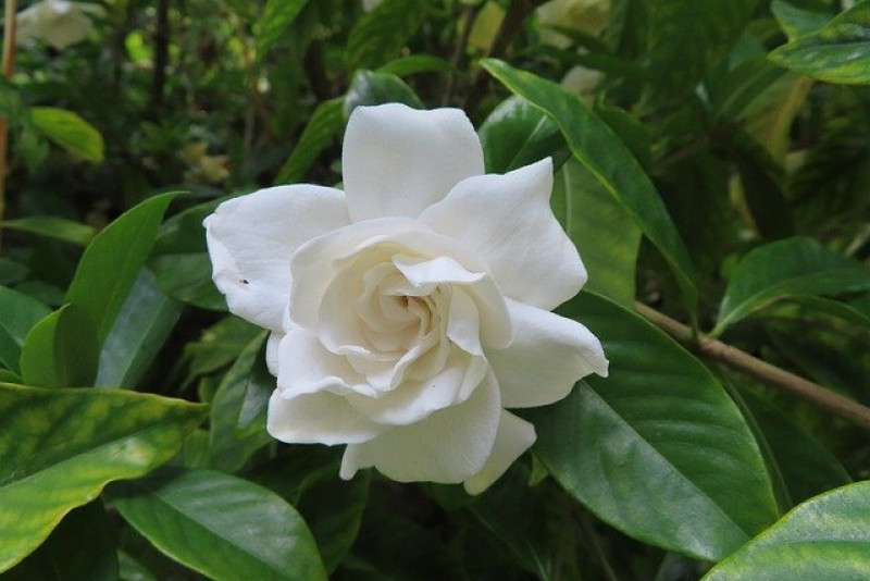 Gardenia karłowa (Gardenia Aaugusta) – odpowiednia pielęgnacja