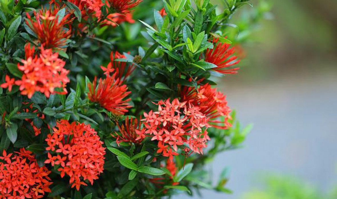 Iksora (Iksora coccinea) – przepiękny kwiat doniczkowy