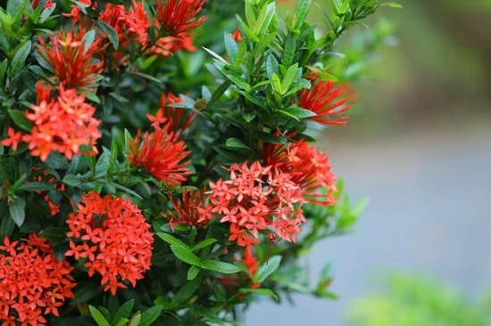 Iksora (Iksora coccinea) – przepiękny kwiat doniczkowy