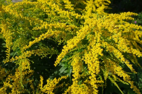 Nawłoć (Solidago) – charakterystyka