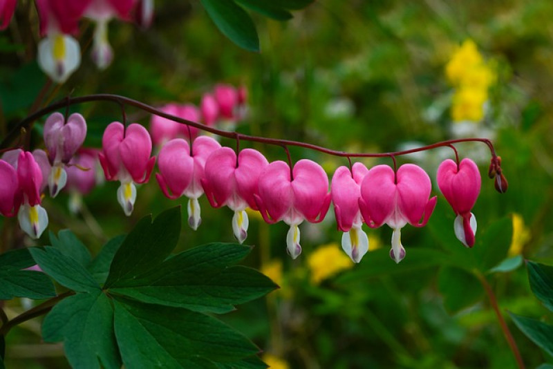 Serduszka wspaniała (Dicentra eximia) – piękna roślina nazywana również Biskupim sercem