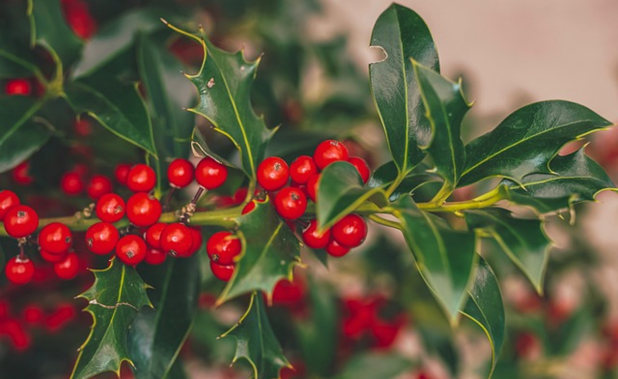 Ostrokrzew (Ilex) – charakterystyka i ciekawostki