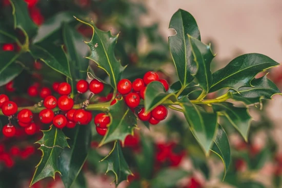 Ostrokrzew (Ilex) – charakterystyka i ciekawostki