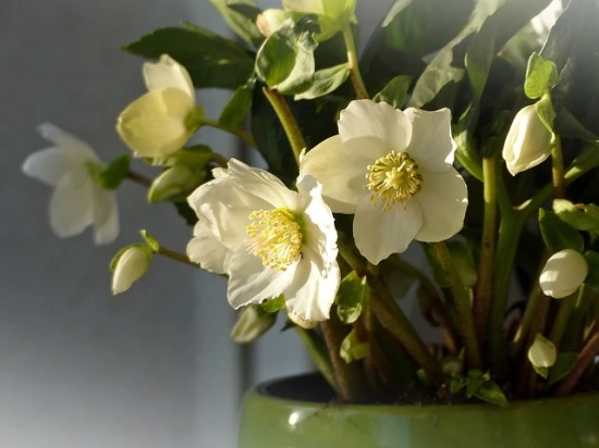 Ciemiernik (Helleborus)– odpowiednia pielęgnacja i ciekawostki