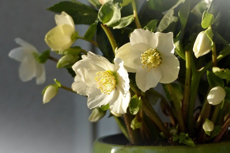 Ciemiernik (Helleborus)– odpowiednia pielęgnacja i ciekawostki