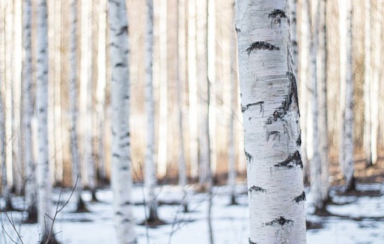 Brzoza brodawkowata – uprawa i ciekawostki na jej temat