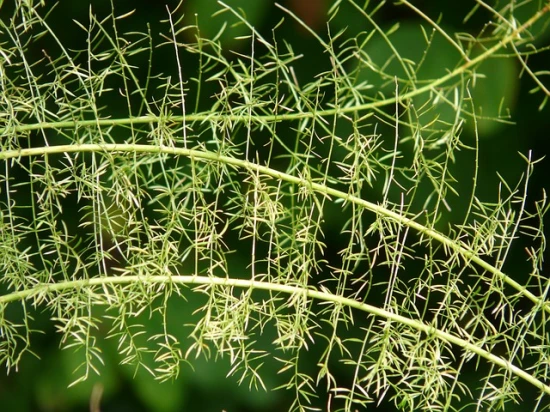 Asparagus densiflorus (asparagus Sprengera / szparag) – odpowiednia pielęgnacja