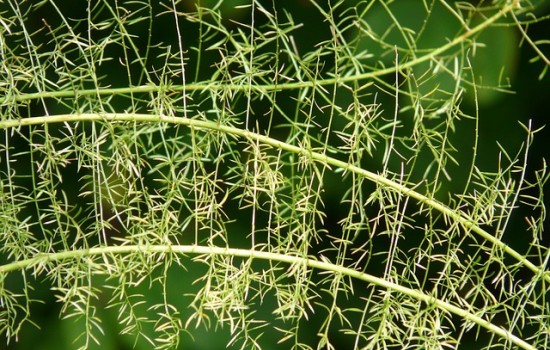 Asparagus densiflorus (asparagus Sprengera / szparag) – odpowiednia pielęgnacja