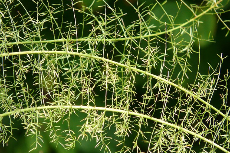 Asparagus densiflorus (asparagus Sprengera / szparag) – odpowiednia pielęgnacja