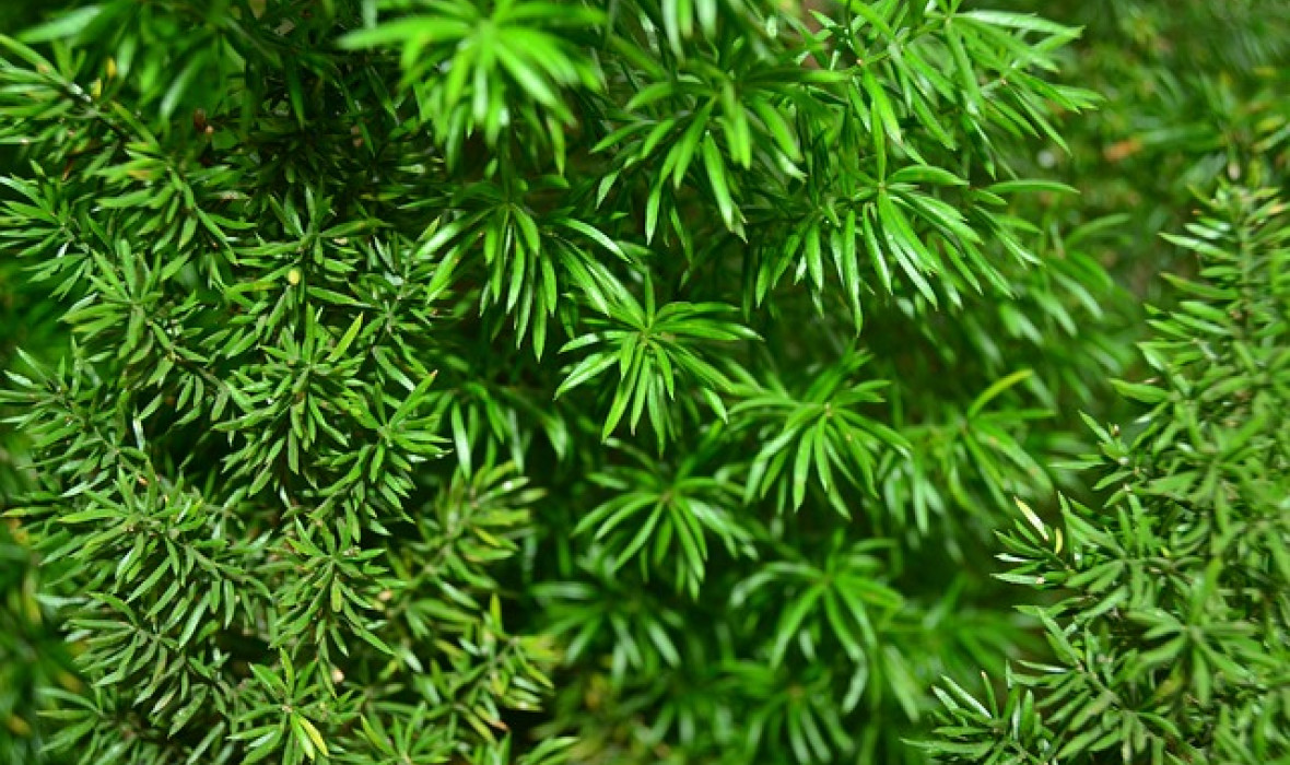 Jak pobudzić asparagus do wzrostu? To bardzo proste!