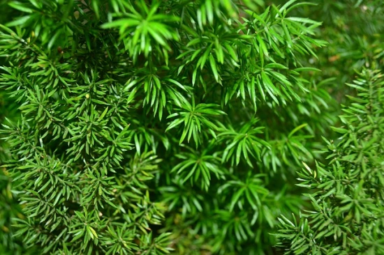 Jak pobudzić asparagus do wzrostu? To bardzo proste!