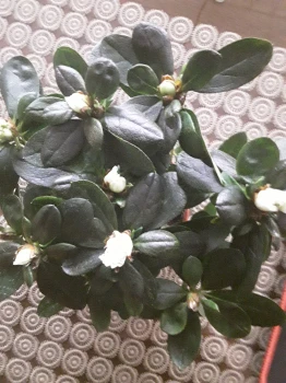 Azalia biała