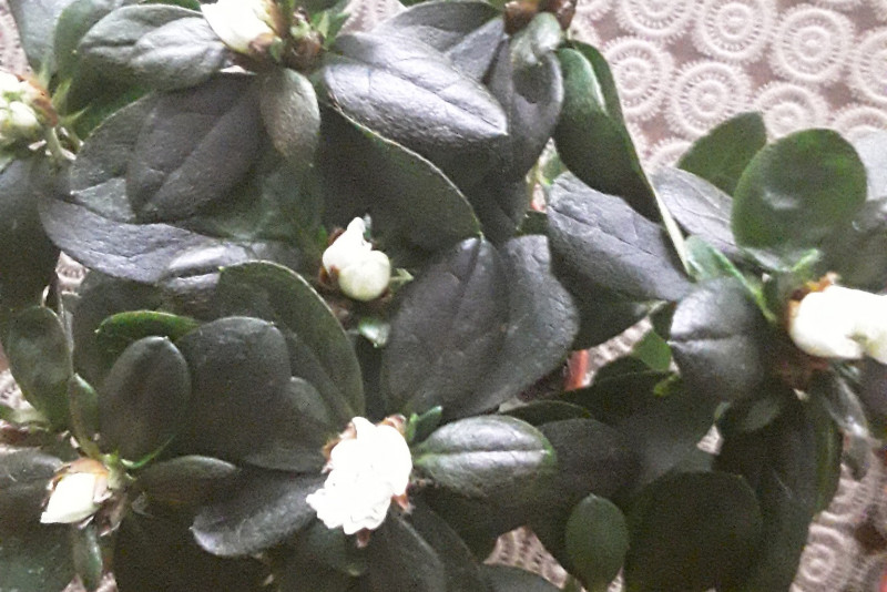 Azalia biała