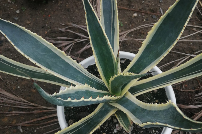 Agawa