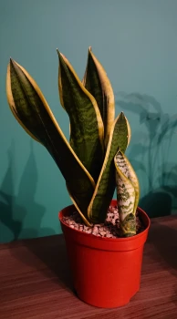 Sansevieria