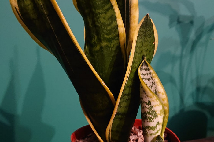 Sansevieria