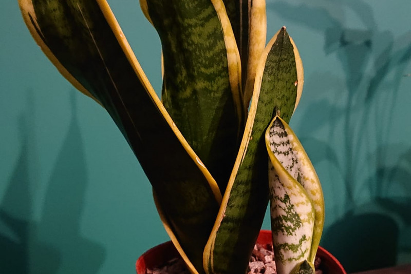 Sansevieria