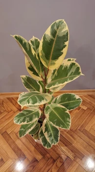 Fikus