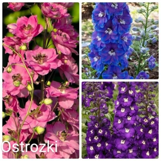 Ostróżki