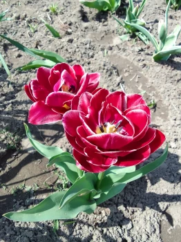 Tulipan