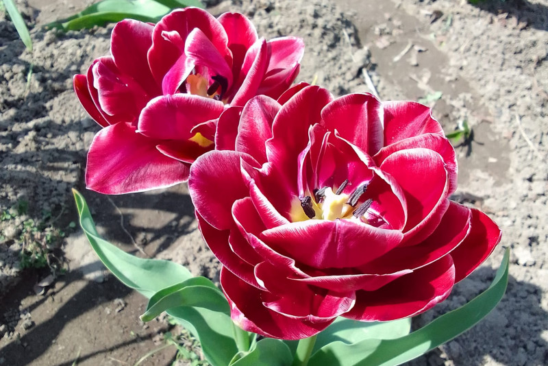 Tulipan