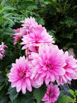 Dalia