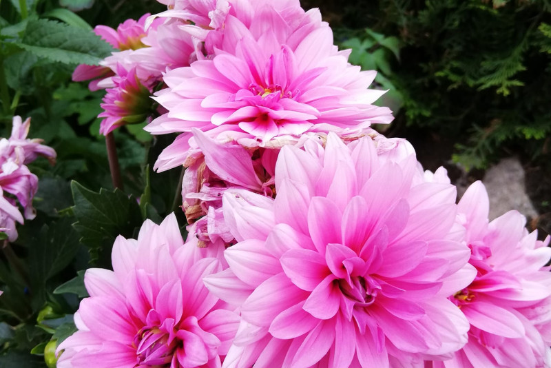 Dalia