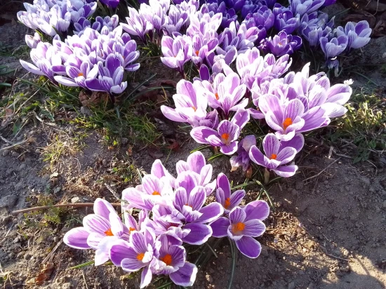 Krokus
