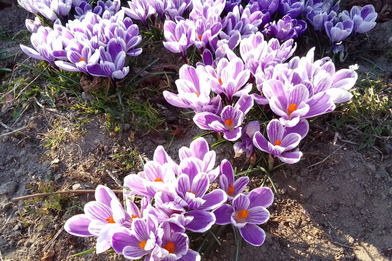 Krokus